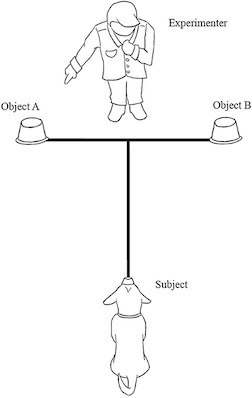 object choice task experiment